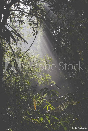 Picture of Sunlight rays pour through leaves in a rainforest at Sri Lanka